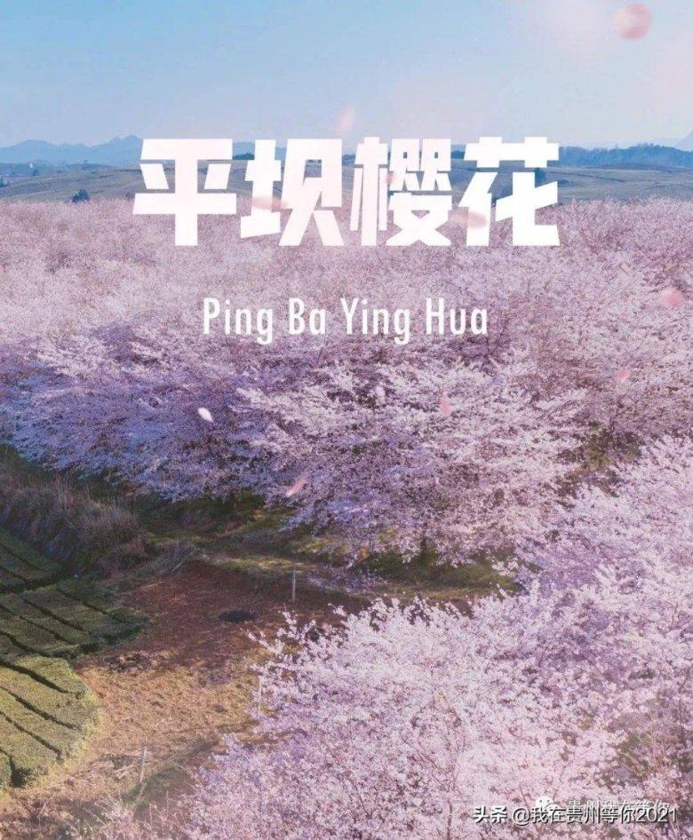 春雨直播app